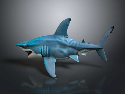 Blue Shark 3D Model with Open Mouth on Gray Reflective Background 3d model