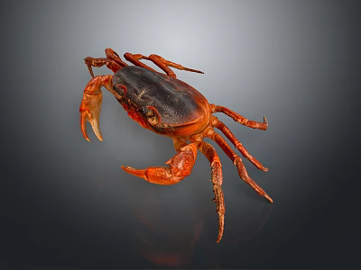 Close Up Of Crab Organs And Hair With Red Shell Claws And Legs 3d model