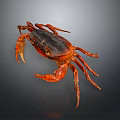 Close Up Of Crab Organs And Hair With Red Shell Claws And Legs