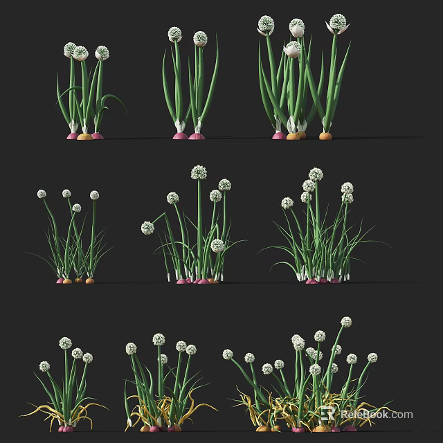 Fresh Agricultural Crop With Green Stems White Flower Buds And Pink Roots 3d model 