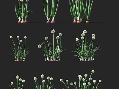 Fresh Agricultural Crop With Green Stems White Flower Buds And Pink Roots 3d model