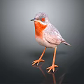 Gray Feathered Bird with Red Chest White Belly and Orange Legs Standing on Dark Background