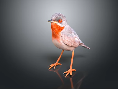 Gray Feathered Bird with Red Chest White Belly and Orange Legs Standing on Dark Background 3d model