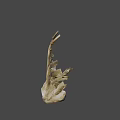Detailed Light Brown Animal Jawbone Skeletal Specimen on Gray Background