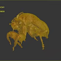 Orange Flying Animal Beetle with Shiny Texture and Reflection on Grey Background