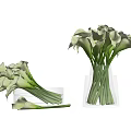 Fresh Green Calla Lilies Arranged In Transparent Glass Vases For Home Decor