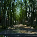 Serene Bamboo Forest Scenery With Lush Green Shoots And Sunlit Path