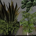 Indoor Green Plants Collection Featuring Aloe Palm And Potted Foliage Plants