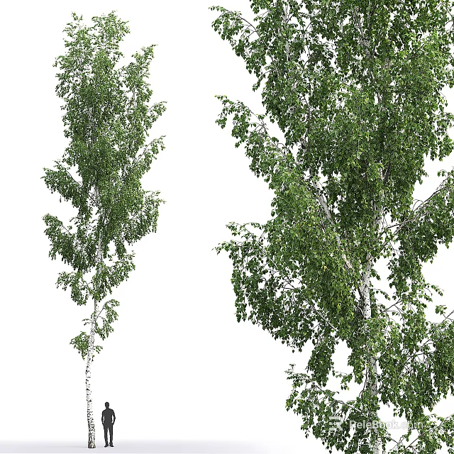 Tall Birch Trees With Lush Green Foliage And White Trunks In Natural Scene 3d model 