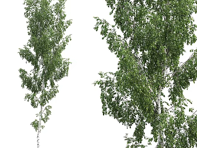 Tall Birch Trees With Lush Green Foliage And White Trunks In Natural Scene 3d model