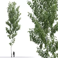 Tall Birch Trees With Lush Green Foliage And White Trunks In Natural Scene