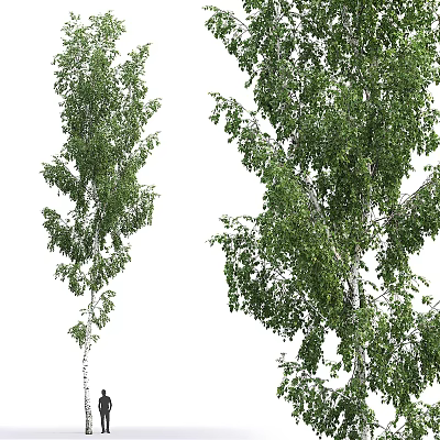 Modern Tree Birch Landscape Tree 3d model