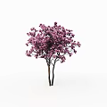 Lush Blooming Arbor Trees With Vibrant Purple Flowers And Dark Trunks
