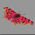 Vibrant Pink and Orange Butterfly with Black Spots on Serrated Wings Against White Background