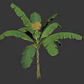 Decorative Green Shrub With Large Leaves And Brown Trunk On White Background