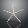 Isolated White Starfish With Five Textured Arms On Dark Reflective Surface 3d model