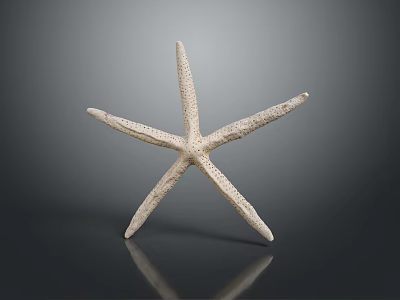 Isolated White Starfish With Five Textured Arms On Dark Reflective Surface 3d model