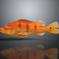 Vibrant Orange Striped Fish Floating On Gray Background With Clear Reflection 3d model