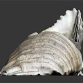 Modern Conch Nautilus Shell Sea Shell 3d model