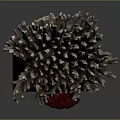 Sculptural Coral Structure With Grayish White Branches And Vibrant Red Center On Black Base