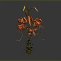 Orange Lily Plant With Blooms Buds Green Stems Leaves Against Gray Background