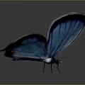 Stunning Blue Butterfly With Black Edged Wings On Dark Gradient Background