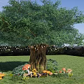 Tall Arbor With Thick Trunk Green Leaves And Mushrooms On Grassland