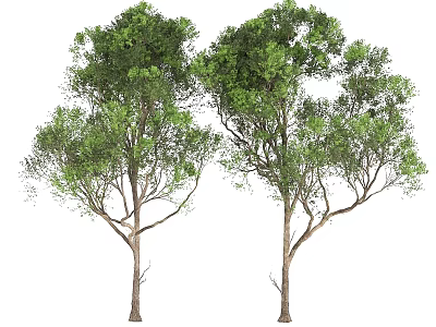 Two Arbor Trees With Lush Green Foliage And Sturdy Trunks 3d model