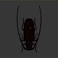 Brown Longhorn Beetle With Extended Antennae And Detailed Exoskeleton On Gray Background