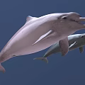 Two Pink and Gray Dolphins Swimming Together in Natural Underwater Habitat