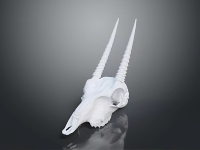 White Animal Skull With Long Curved Horns And Natural Hair Texture On Dark Reflective Background 3d model