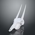 White Animal Skull With Long Curved Horns And Natural Hair Texture On Dark Reflective Background
