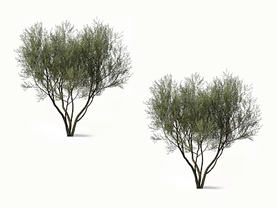 Two Green Leafy Trees With Branched Trunks And Dense Foliage Isolated On White 3d model