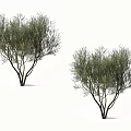 Two Green Leafy Trees With Branched Trunks And Dense Foliage Isolated On White