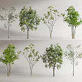 Various Ornamental Trees With Different Foliage Shapes And Trunk Structures 3d model