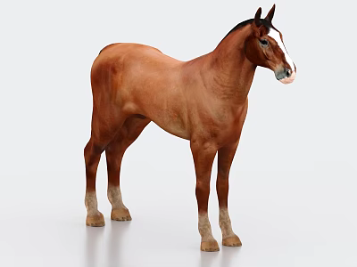 Brown Horse Standing With White Forehead And Hooves On White Background 3d model