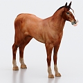 horse animal 3d model