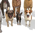 Collection of 14 Different Dog Breeds Including Doberman Labrador and Bulldog