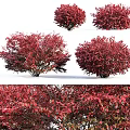 Red Leaf Shrubs In Garden Landscape Featuring Bushy Growth And Vibrant Foliage