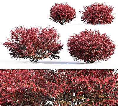 Red Leaf Shrubs In Garden Landscape Featuring Bushy Growth And Vibrant Foliage 3d model