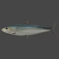 Realistic 3D Rendered Silver Fish With Large Eye On Black Background 3d model