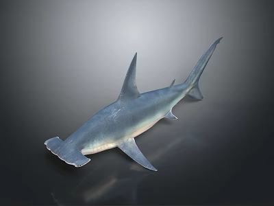 Hammerhead Shark With Unique Head Shape And Grayish Blue Color On Dark Reflective Surface 3d model
