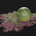 Fresh Ripe Watermelon With Green Leaves On Brown Soil