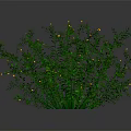 Green Lush Plant With Abundant Green Leaves And Small Yellow Flowers On Dark Background
