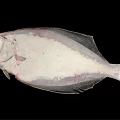 Fresh Raw Flounder Fish With Brown Green Spots And Flat Body On Black Background
