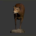 Realistic Brown Small Deer Taxidermy Mount On Stone Base In Dark Background