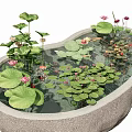 Aquatic Plants Lotus Flowers and Lily Pads in Stone Pond with Small Fish Swimming