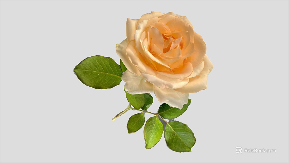 Beautiful Vase With Light Orange Rose Flower And Fresh Green Leaves 3d model 