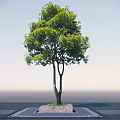 Lush Green Arbor With Dual Trunks And Fresh Foliage On Stone Base