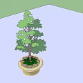 Woven Tree Planter With Green Tree And Small Plants Under Blue Sky
